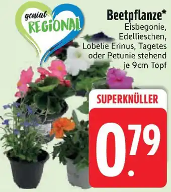 Edeka Beetpflanze Angebot
