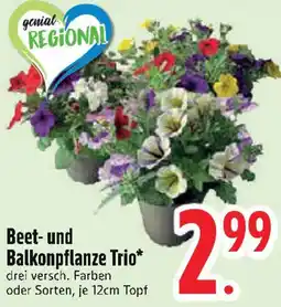 Edeka Beet- und Balkonpflanze Trio Angebot