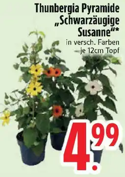 Edeka Thunbergia Pyramide „Schwarzäugige Susanne" Angebot