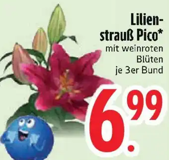 Edeka Lilienstrauẞ Pico Angebot