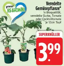 Edeka Veredelte Gemüsepflanze Angebot