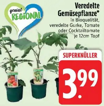 Edeka Veredelte Gemüsepflanze Angebot