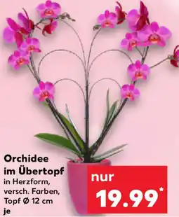 Kaufland Orchidee im Übertopf Angebot