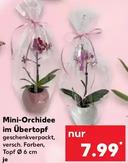 Kaufland Mini-Orchidee im Übertopf Angebot