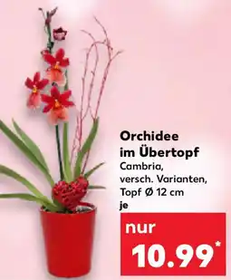 Kaufland Orchidee im Übertopf Angebot