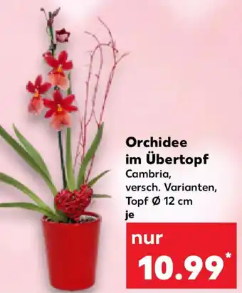 Kaufland Orchidee im Übertopf Angebot