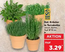 Kaufland Ital. Kräuter in Terrakotta Angebot
