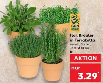Kaufland Ital. Kräuter in Terrakotta Angebot