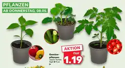 Kaufland Gemüse- pflanzen Angebot