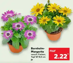 Kaufland Bornholm- Margerite Angebot