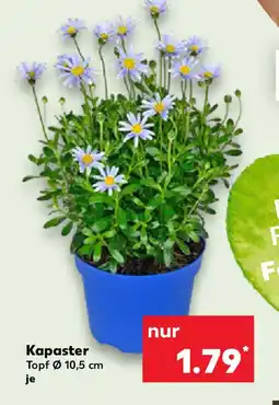 Kaufland Kapaster Topf Angebot