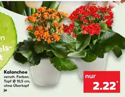 Kaufland Kalanchoe Angebot