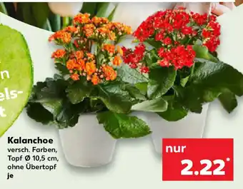 Kaufland Kalanchoe Angebot
