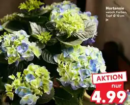 Kaufland Hortensie Angebot