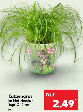 Kaufland Katzengras Angebot