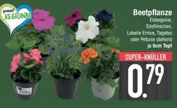 E-Center Beetpflanze Angebot