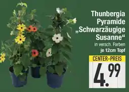 E-Center Thunbergia Pyramide ,,Schwarzäugige Susanne Angebot