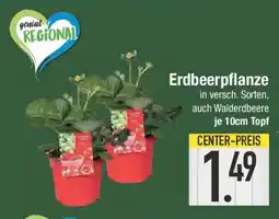 E-Center Erdbeerpflanze Angebot