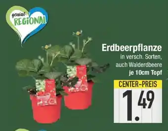 E-Center Erdbeerpflanze Angebot