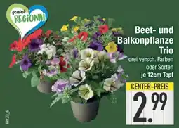 E-Center Beet- und Balkonpflanze Trio Angebot