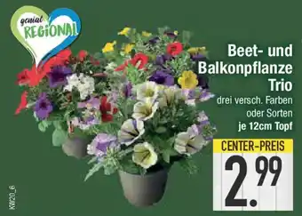E-Center Beet- und Balkonpflanze Trio Angebot