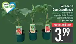 E-Center Veredelte Gemüsepflanze Angebot