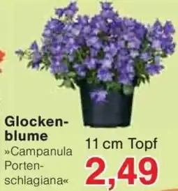 Jawoll Glockenblume Angebot