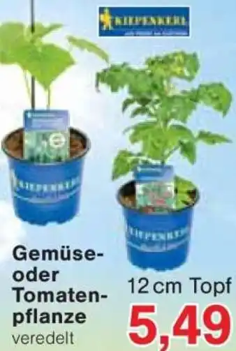 Jawoll Kiepenkerl Gemüse oder Tomatenpflanze Angebot