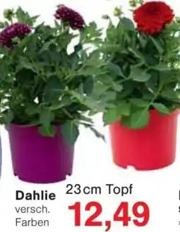 Jawoll Dahlie Angebot