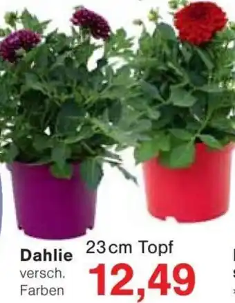 Jawoll Dahlie Angebot