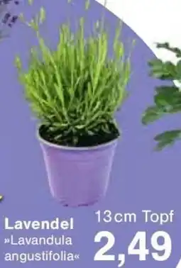 Jawoll Lavendel Angebot