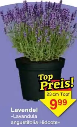 Jawoll Lavendel Angebot