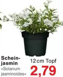 Jawoll Scheinjasmin Angebot