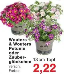 Jawoll Wouters & Wouters Petunie oder Zauberglöckchen Angebot