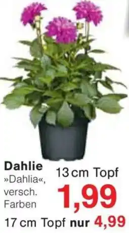 Jawoll Dahlie Angebot