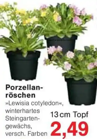 Jawoll Porzellanröschen Angebot