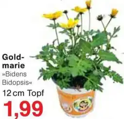 Jawoll Goldmarie Angebot