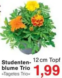 Jawoll Studentenblume Trio Angebot