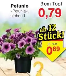 Jawoll Petunie Angebot