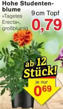 Jawoll Hohe Studentenblume Angebot