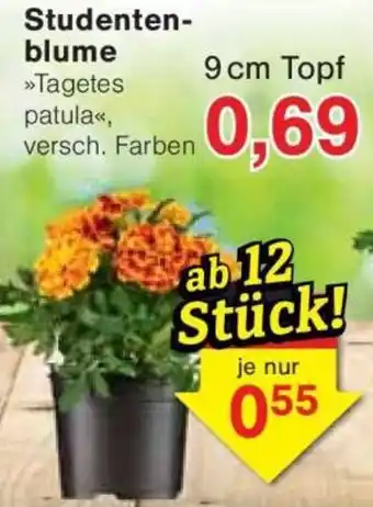 Jawoll Studentenblume Angebot