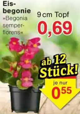 Jawoll Eisbegonie Angebot