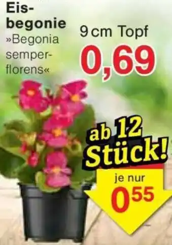 Jawoll Eisbegonie Angebot