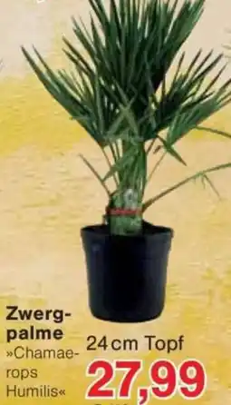 Jawoll Zwergpalme Angebot