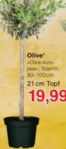 Jawoll Olive Angebot
