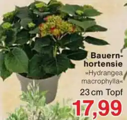 Jawoll Bauernhortensie Angebot