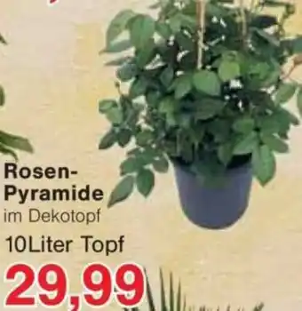 Jawoll Rosen Pyramide Angebot