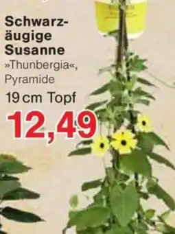 Jawoll Schwarzäugige Susanne Angebot