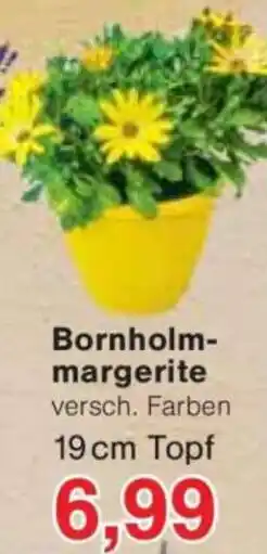 Jawoll Bornholmmargerite Angebot