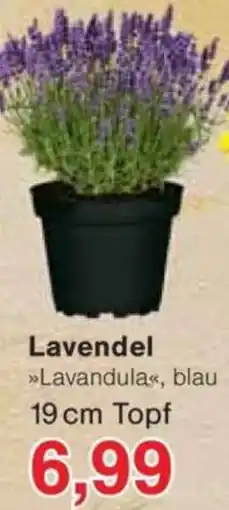 Jawoll Lavendel Angebot